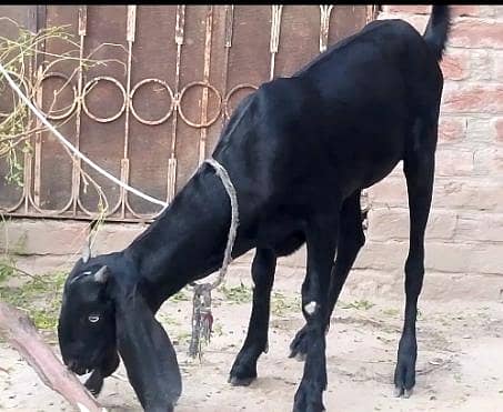 beetal path/ bakri 1