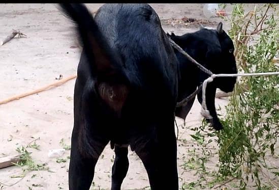 beetal path/ bakri 2