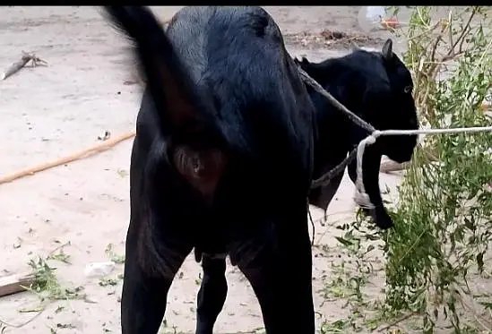 beetal path/ bakri — photo 3