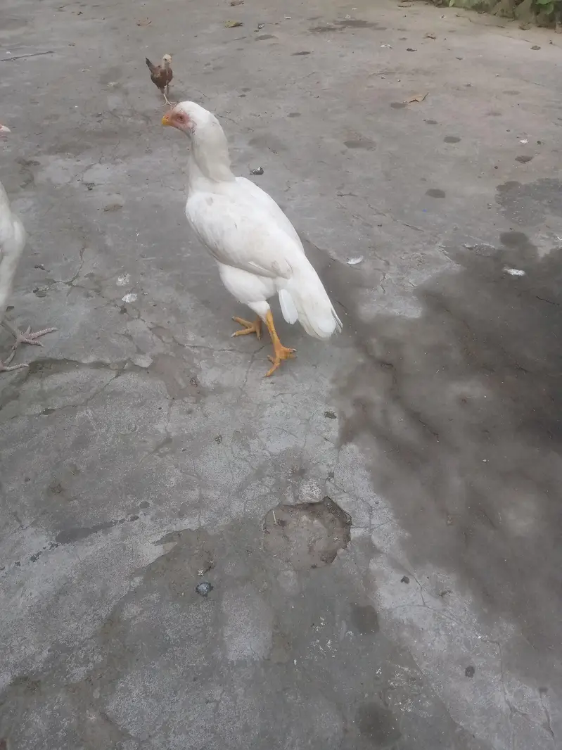 pure aseel and mix cross  pathian — photo 8