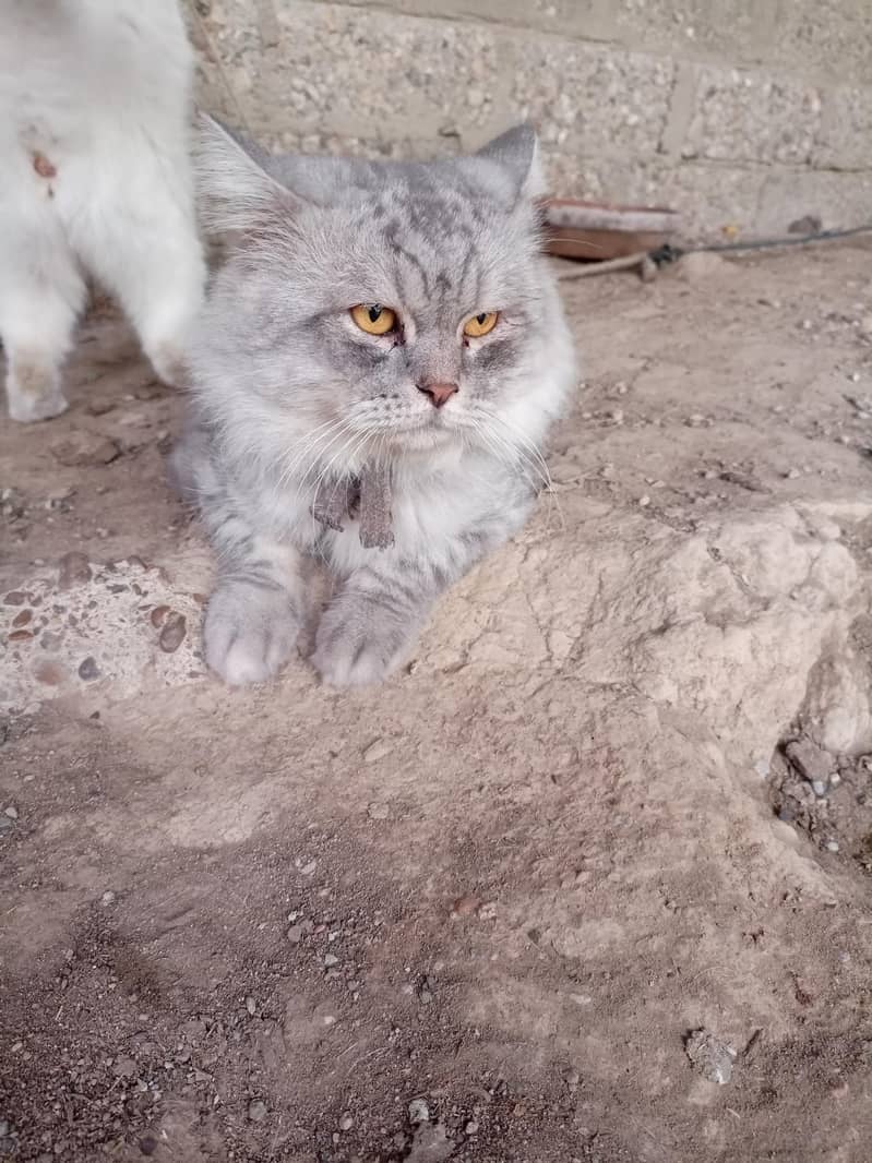Persian cat 0
