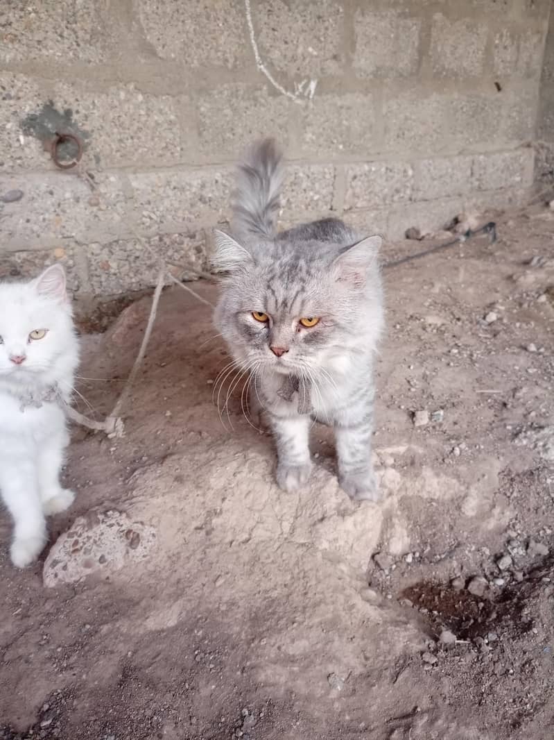 Persian cat 1