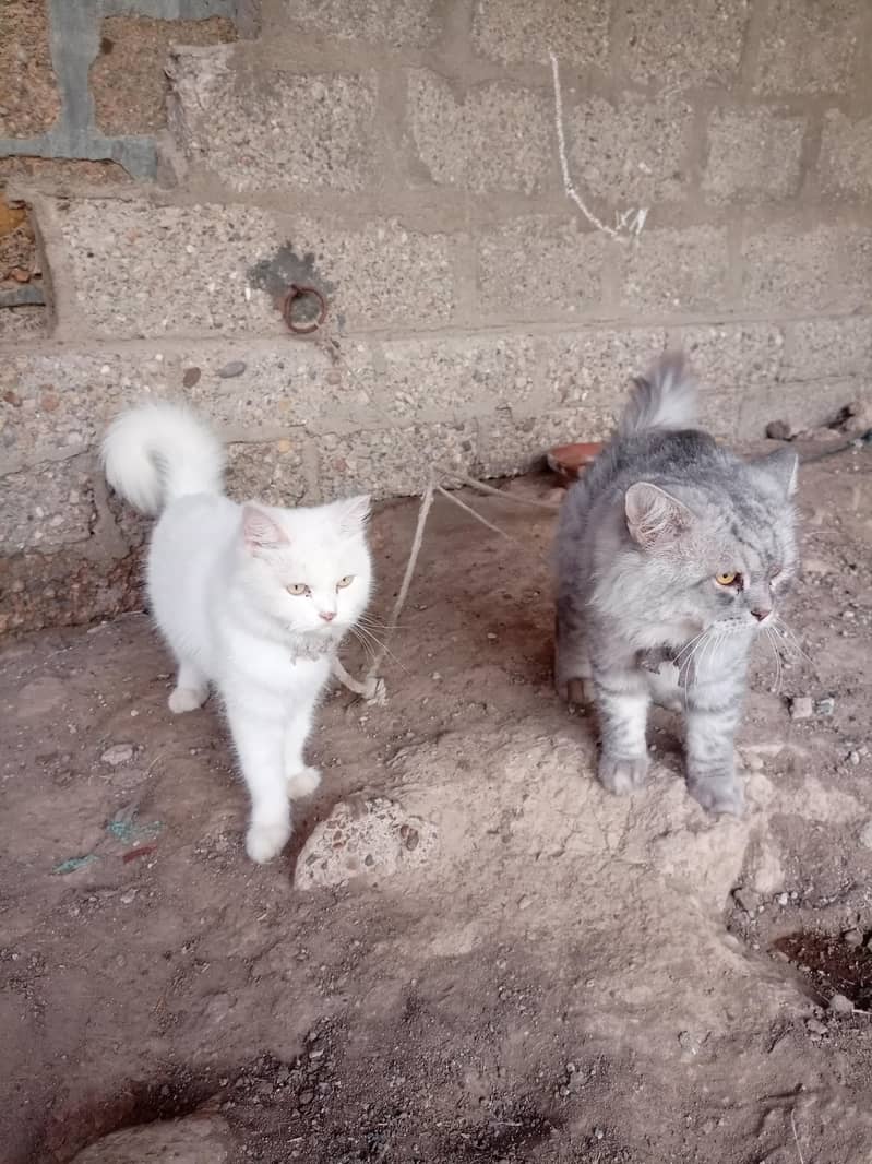 Persian cat 2