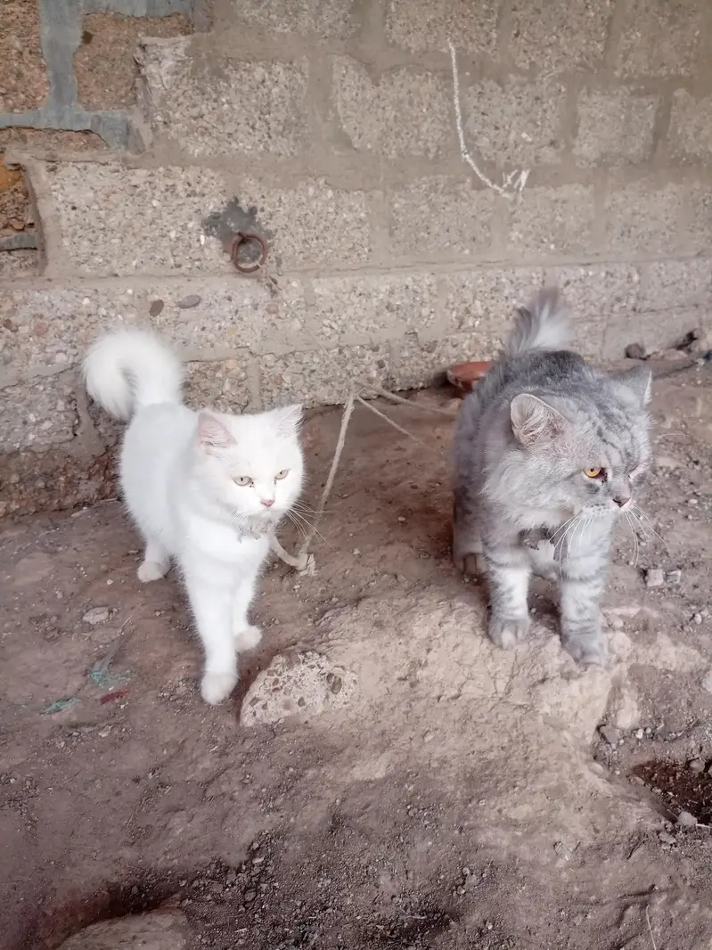 Persian cat — photo 3