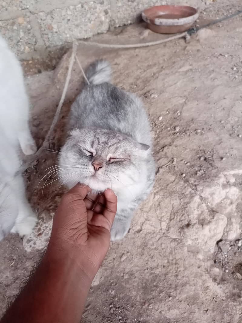Persian cat 3