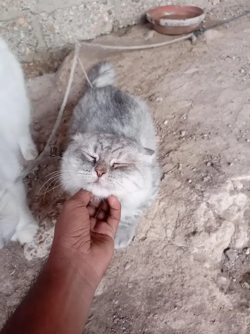 Persian cat — photo 4