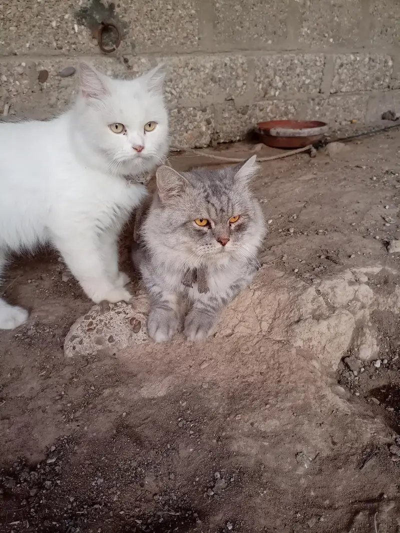 Persian cat — photo 5