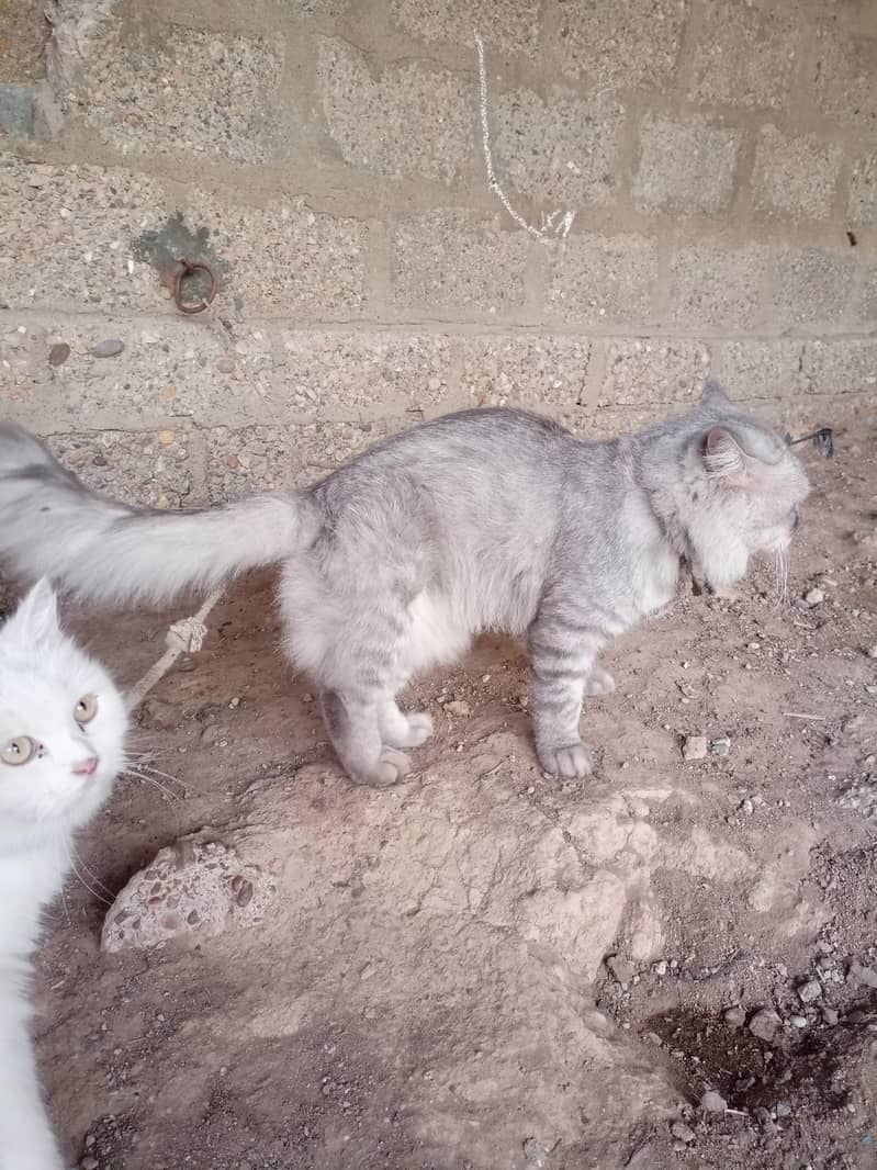 Persian cat 5
