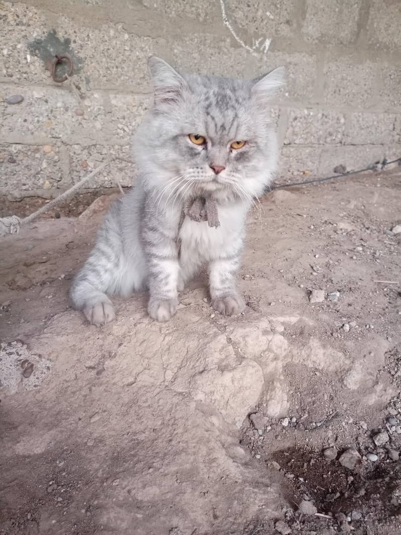 Persian cat 6