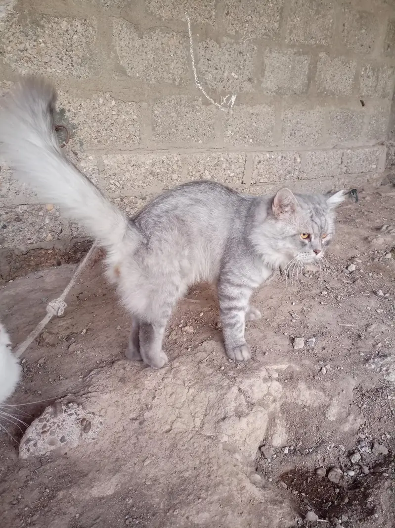Persian cat — photo 8