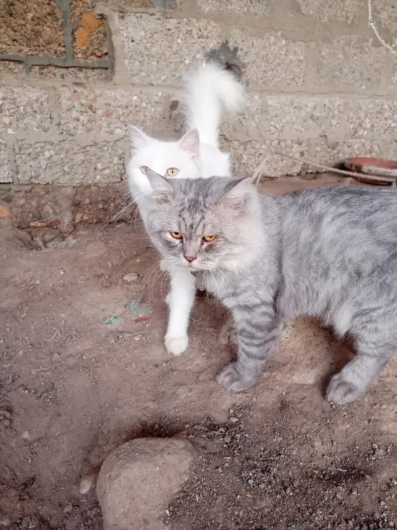 Persian cat — photo 9