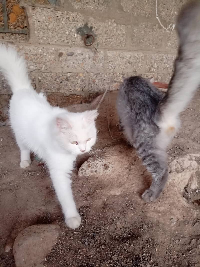 Persian cat 9