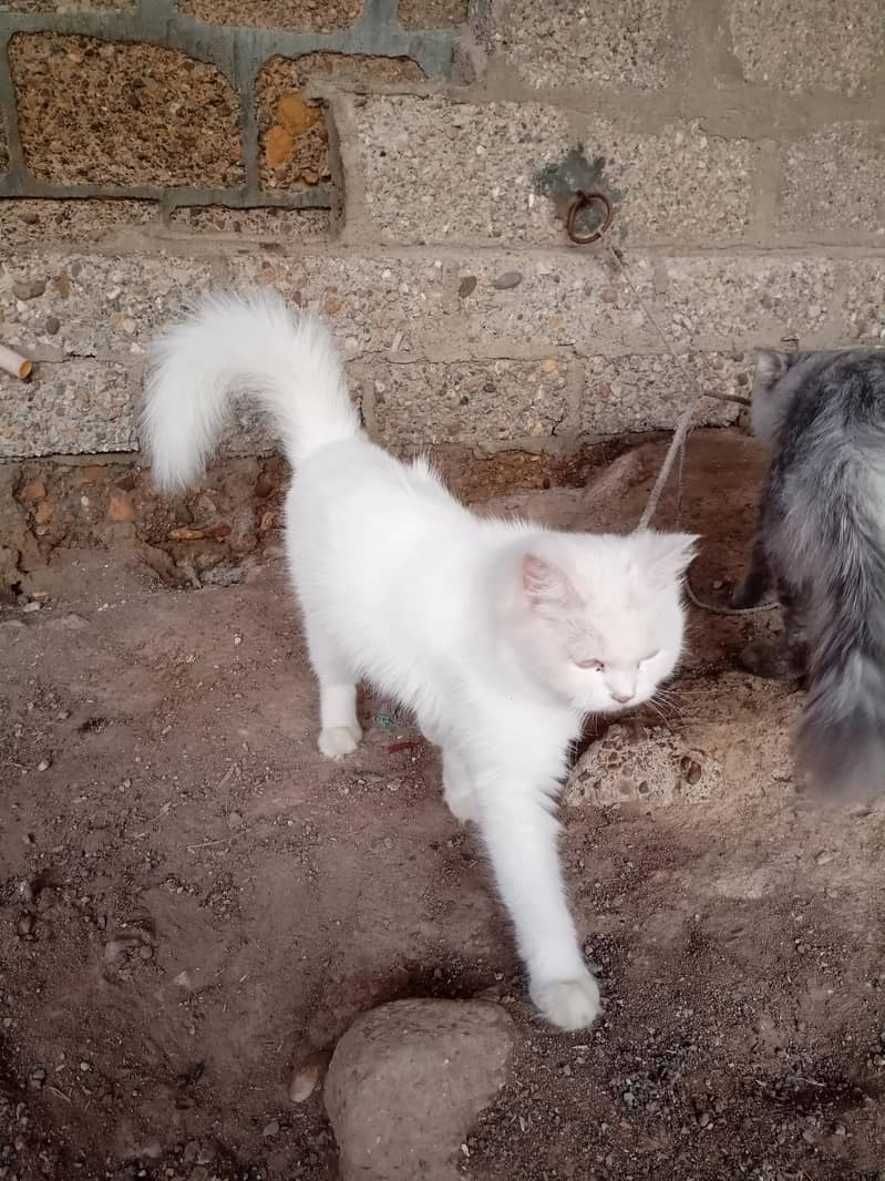Persian cat 10