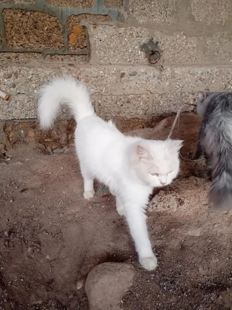 Persian cat — photo 11
