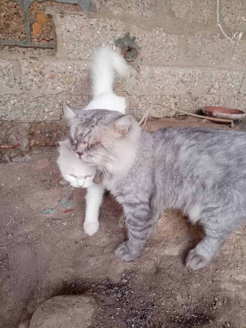 Persian cat 11