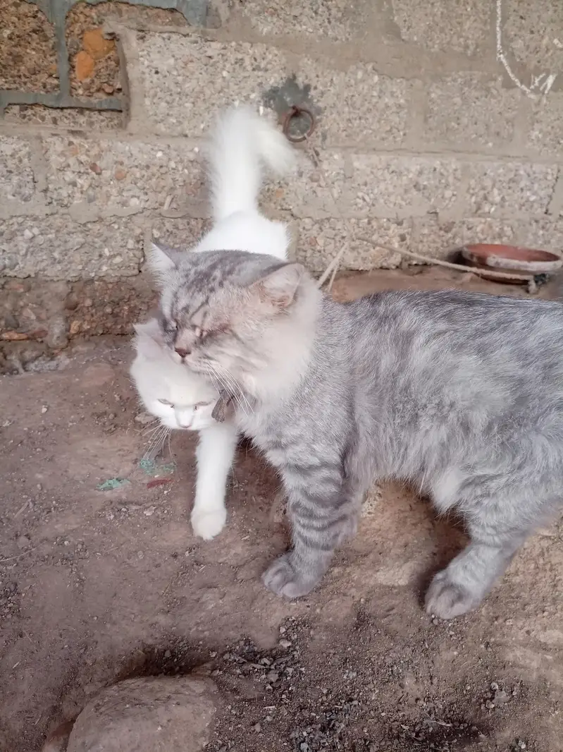 Persian cat — photo 12