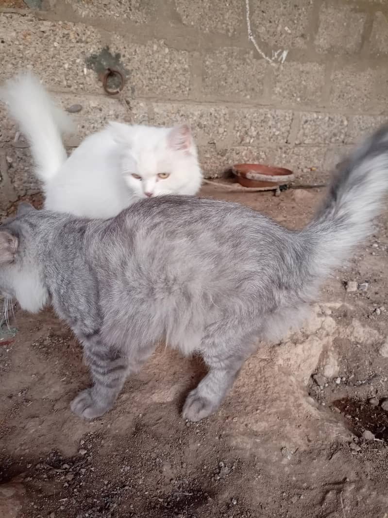 Persian cat 12