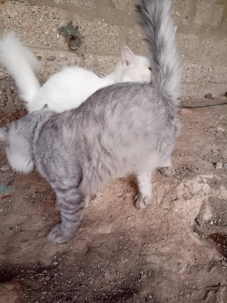 Persian cat 13