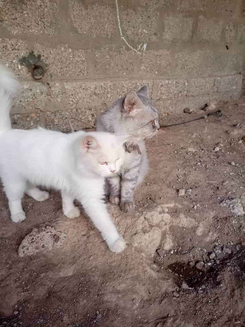 Persian cat 14