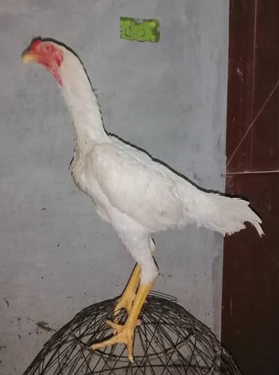 White Shamoo Pathy Pathiya