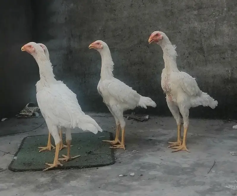 White Shamoo Pathy Pathiya — photo 2