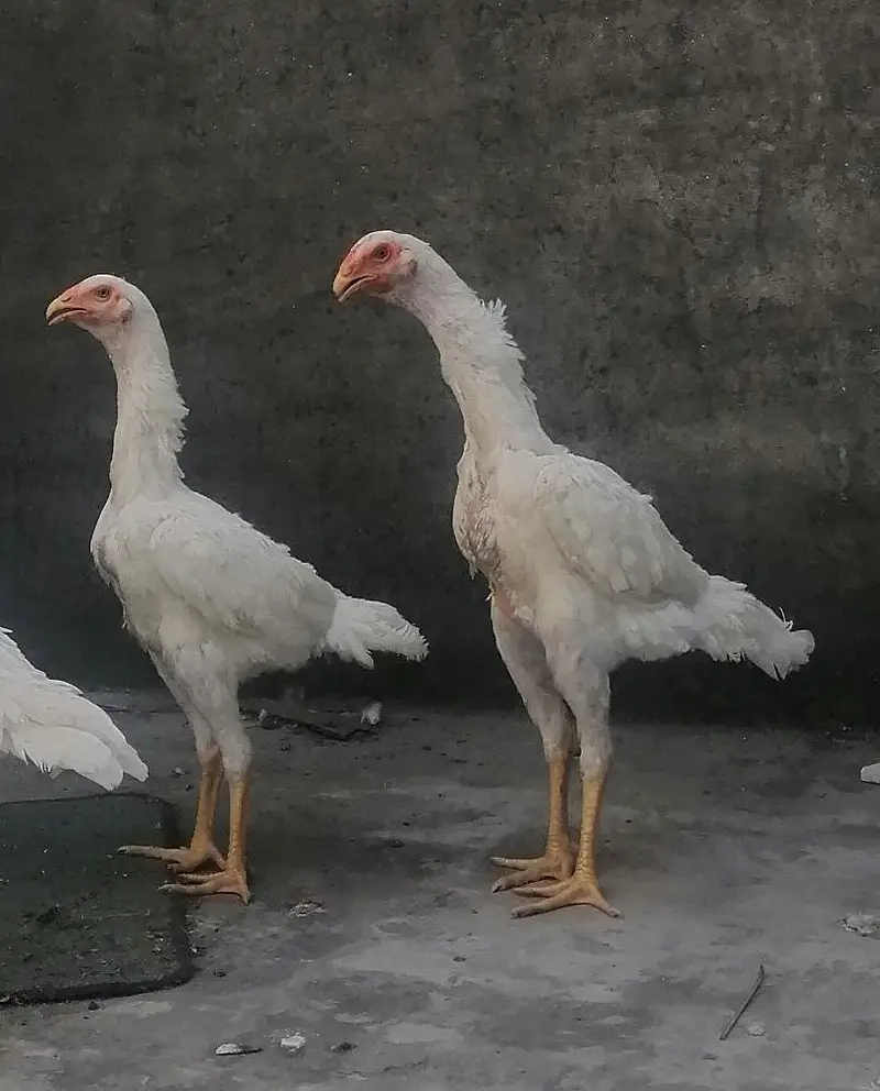 White Shamoo Pathy Pathiya — photo 3
