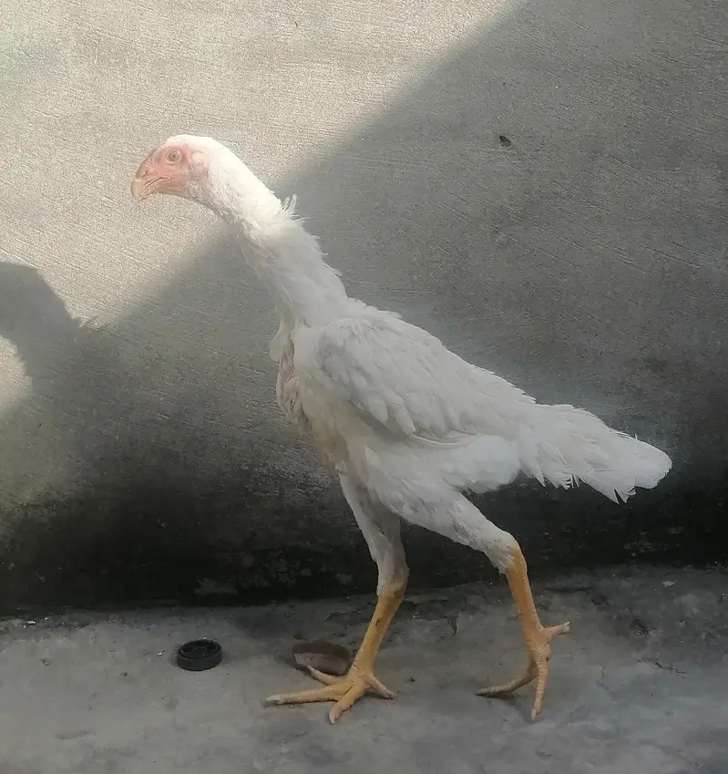 White Shamoo Pathy Pathiya — photo 4