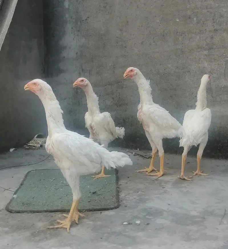 White Shamoo Pathy Pathiya — photo 6