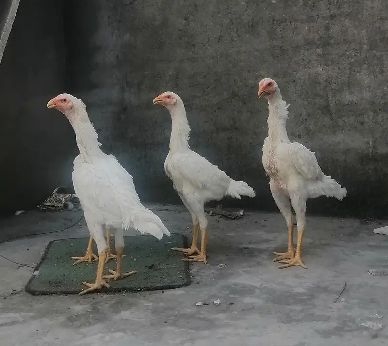 White Shamoo Pathy Pathiya — photo 7