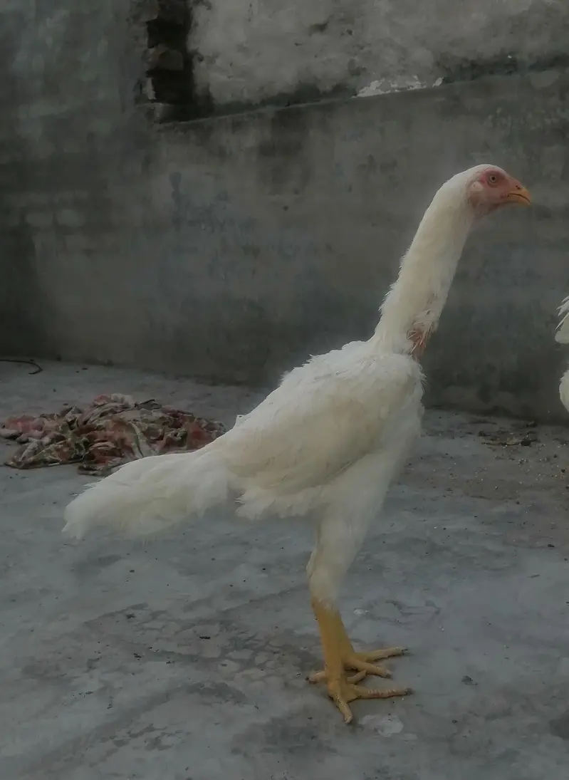 White Shamoo Pathy Pathiya — photo 8