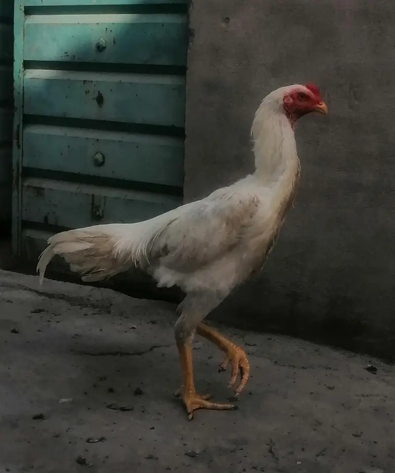 White Shamoo Pathy Pathiya — photo 10