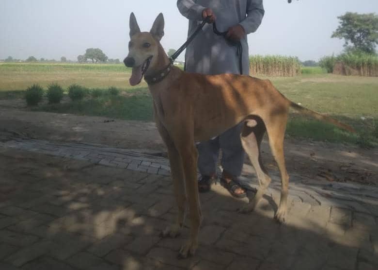 wander full dog 2