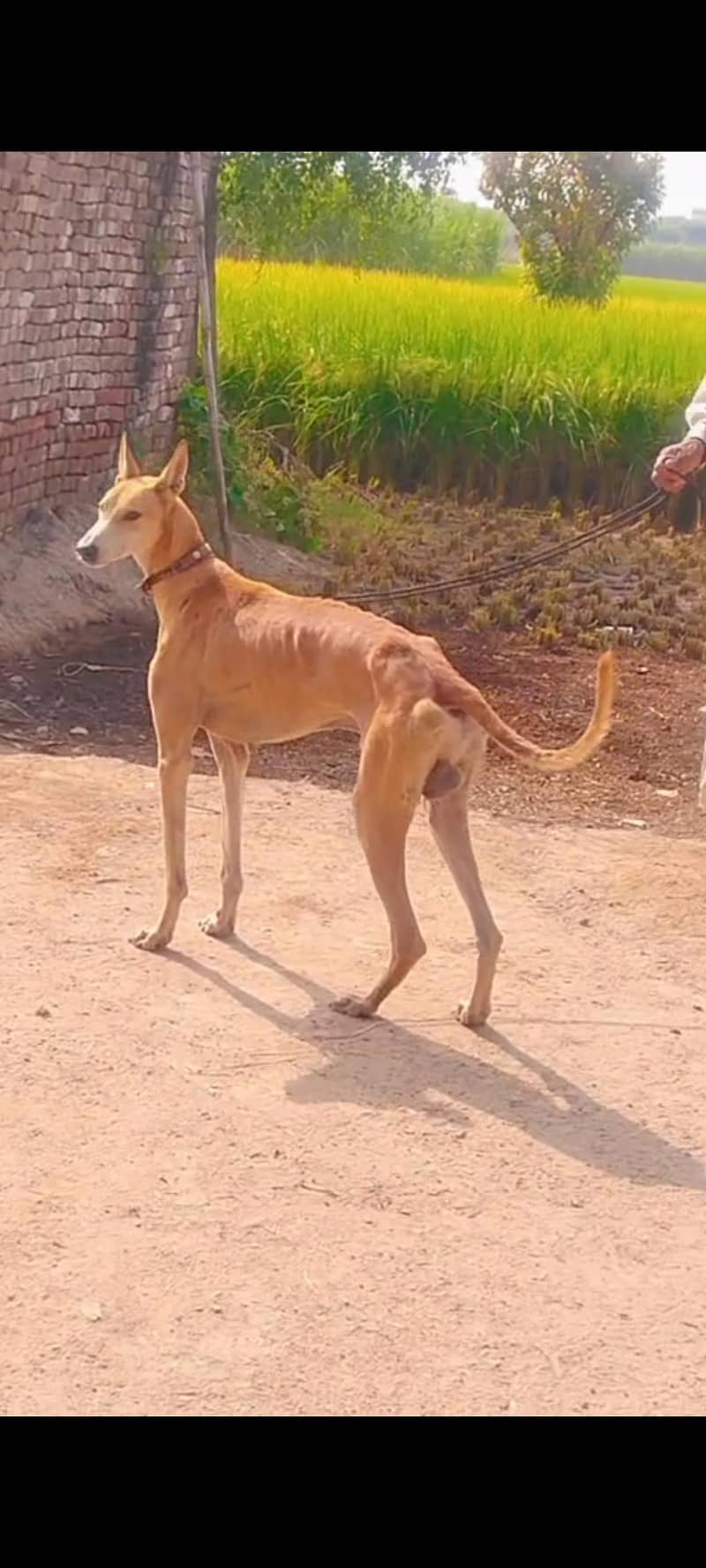 wander full dog 3