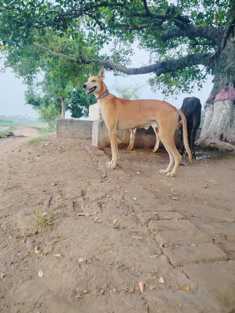wander full dog — photo 5