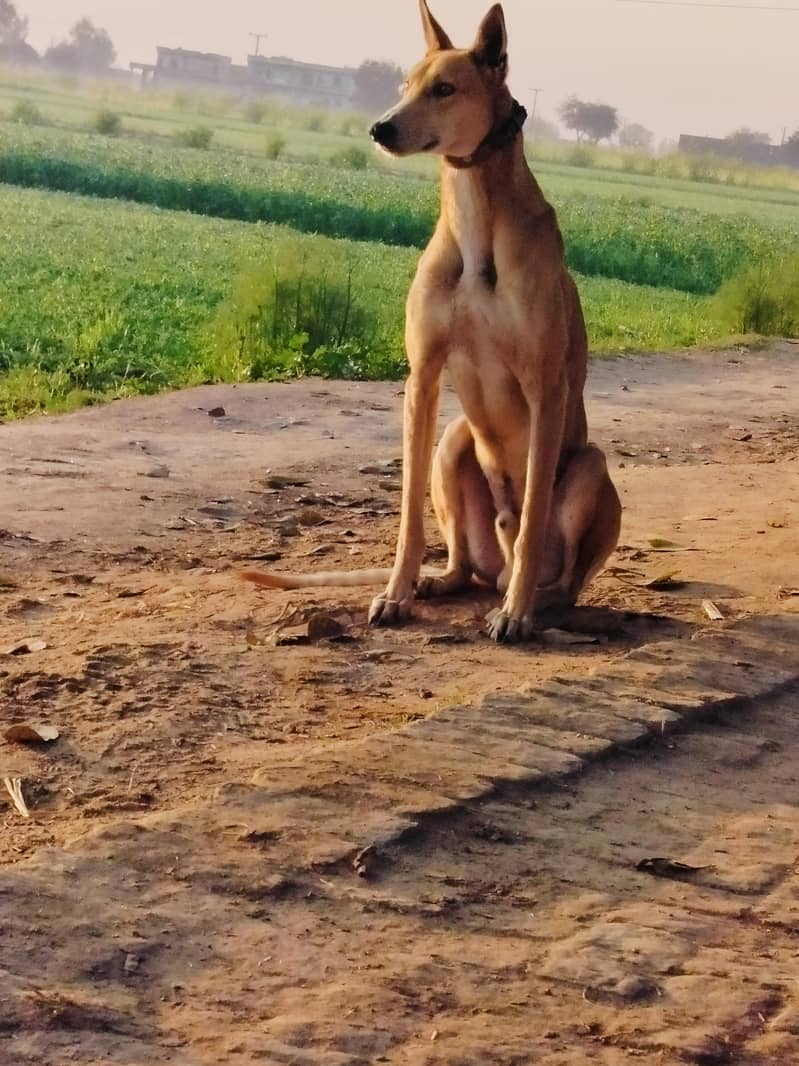wander full dog 5
