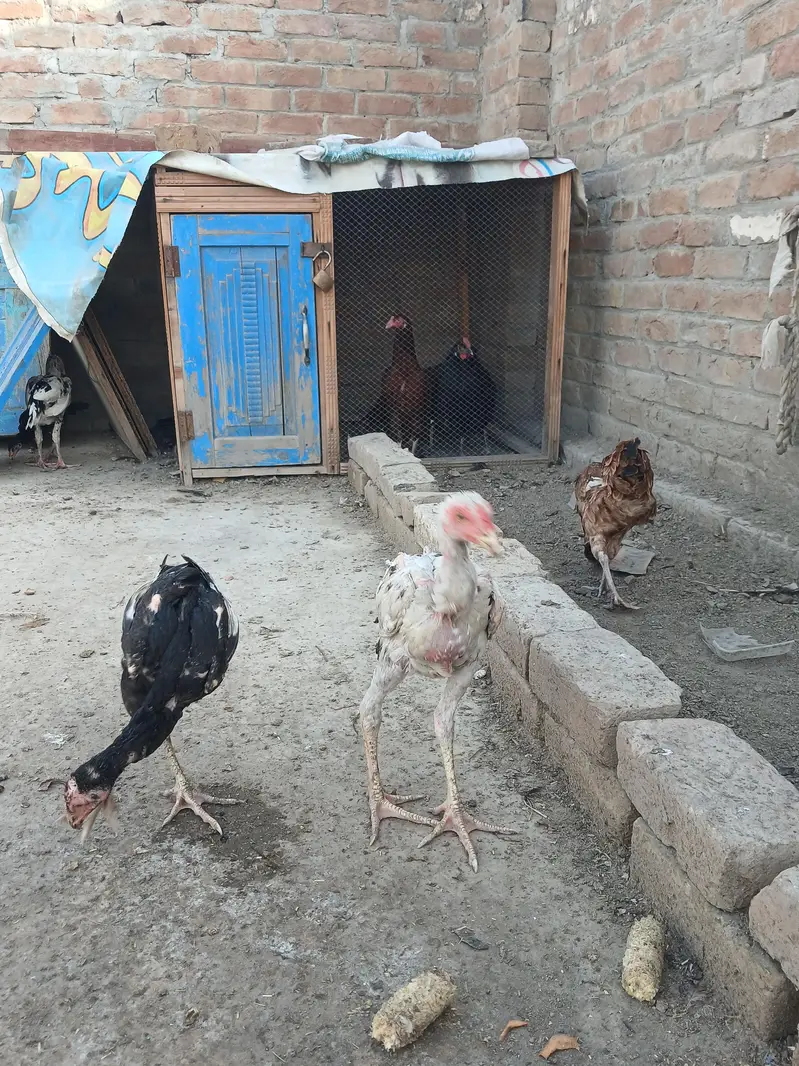 Aseel mianwali or Jawa breed — photo 2