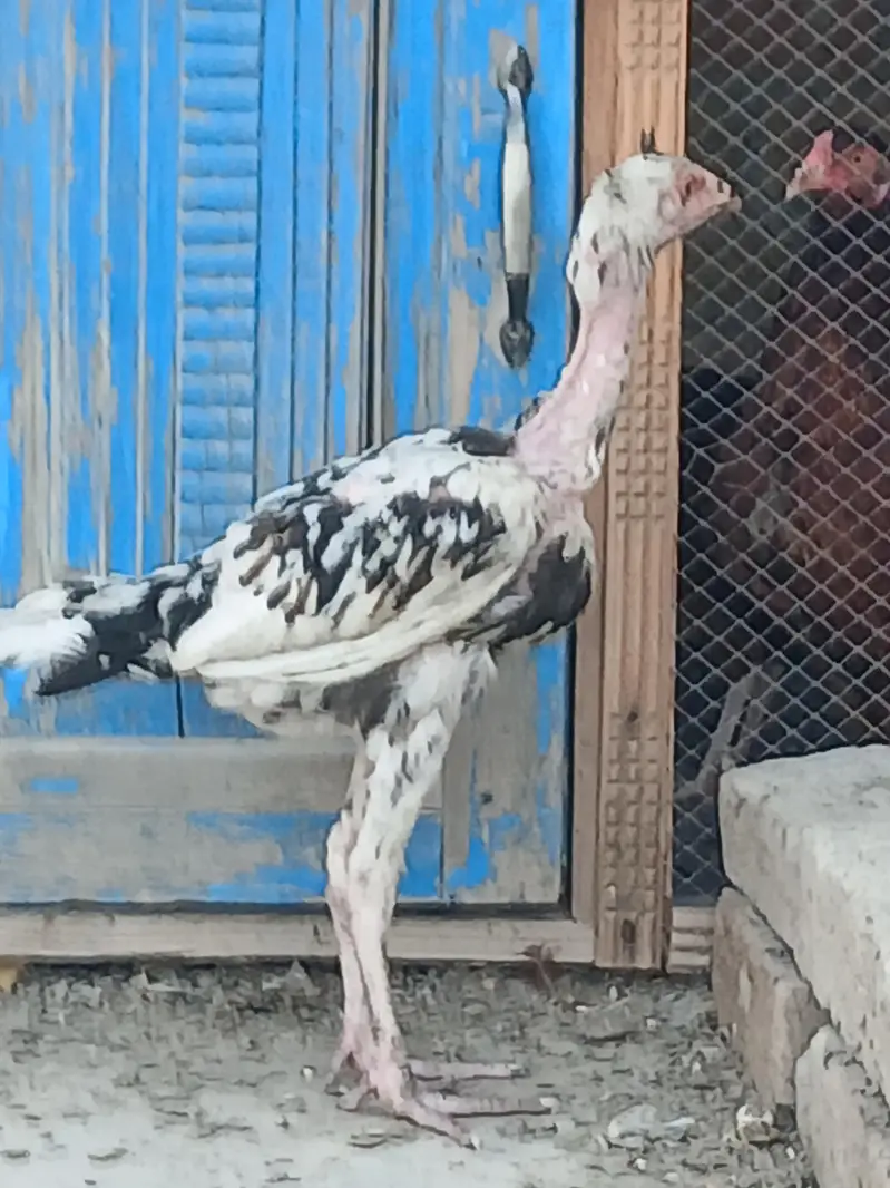Aseel mianwali or Jawa breed — photo 3