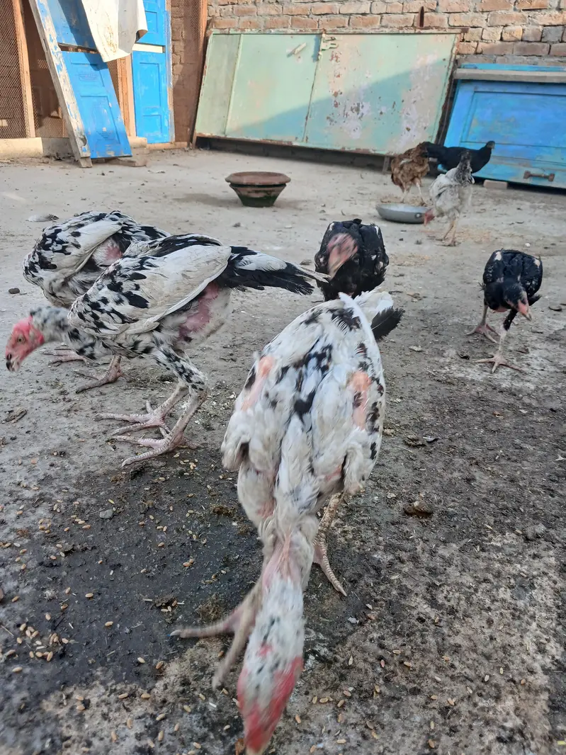 Aseel mianwali or Jawa breed — photo 4