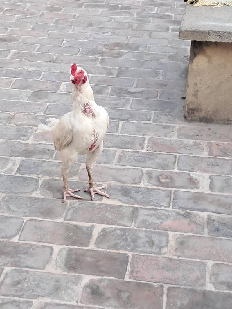 aseel hens 0