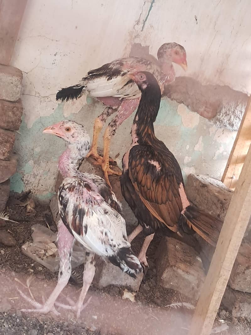 aseel hens 4