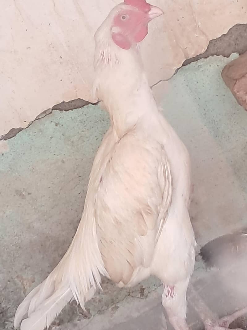 aseel hens 6