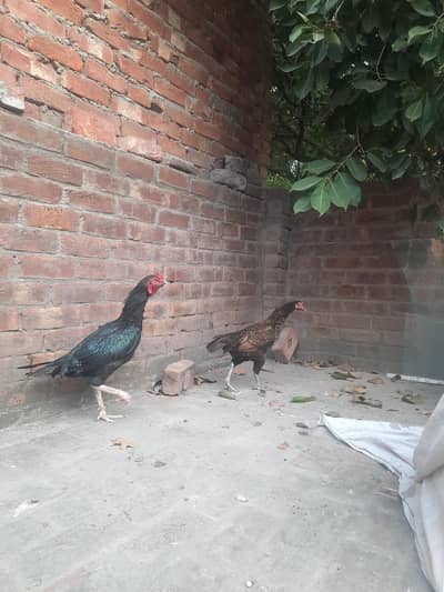 Aseel Breed Pair with 1 Jawa aseel and a male duck along with them