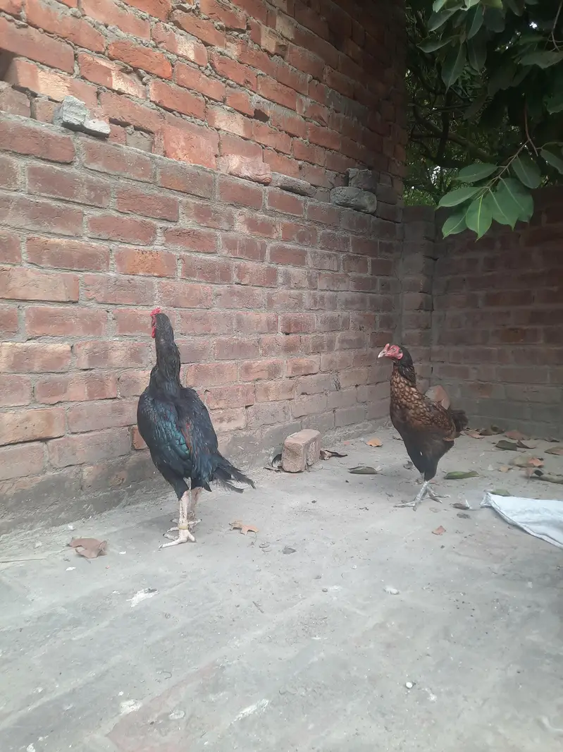 Aseel Breed Pair with 1 Jawa aseel and a male duck along with them — photo 2