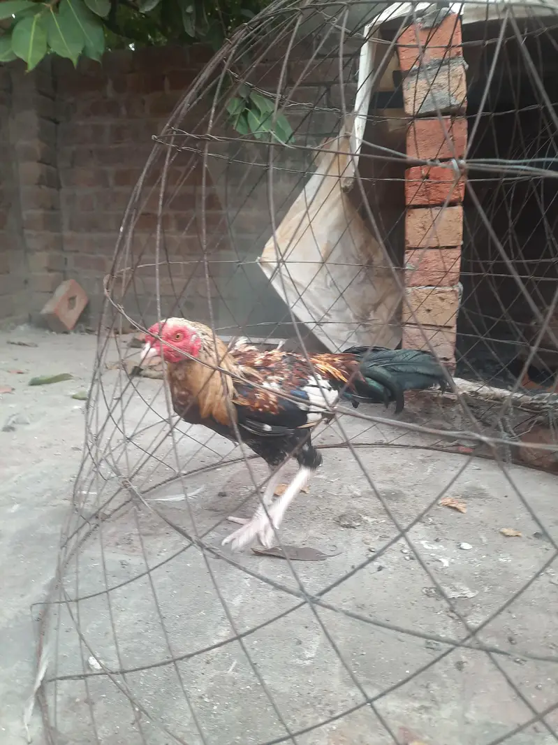 Aseel Breed Pair with 1 Jawa aseel and a male duck along with them — photo 3