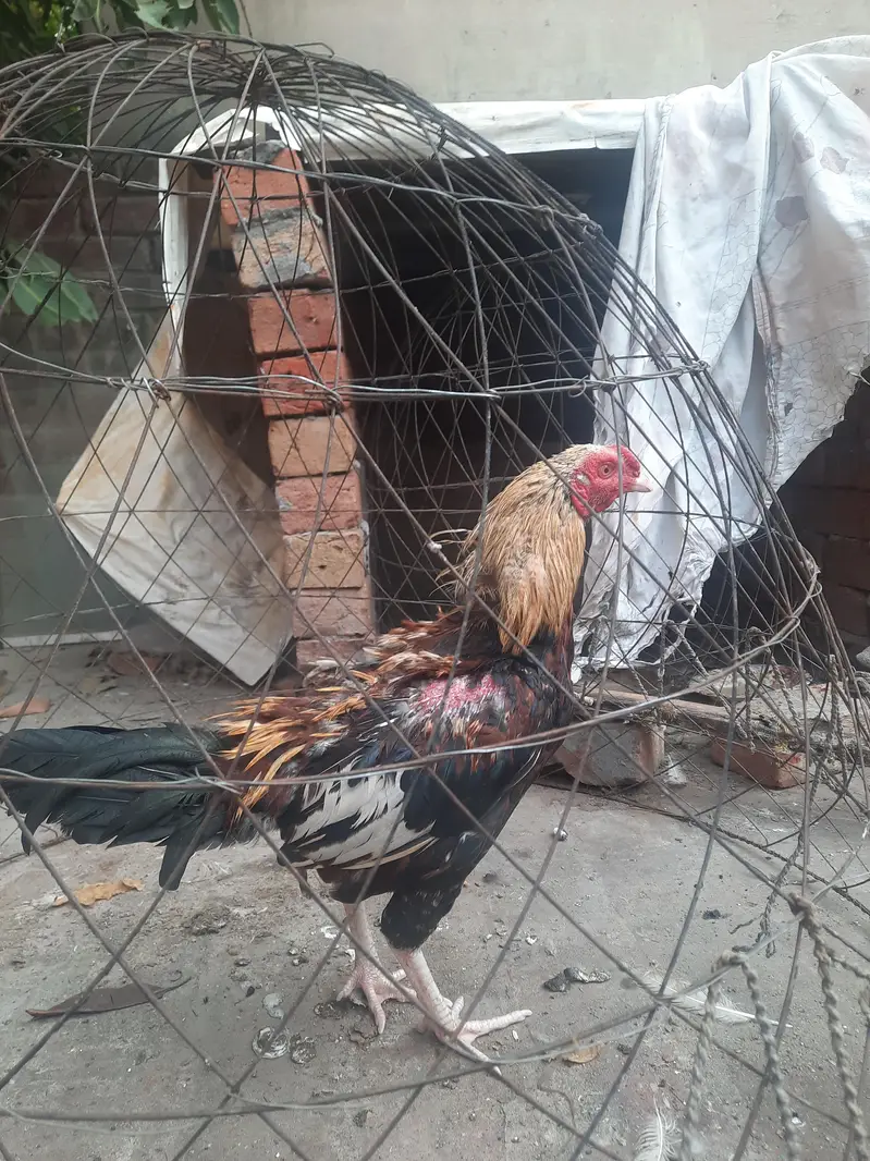 Aseel Breed Pair with 1 Jawa aseel and a male duck along with them — photo 4