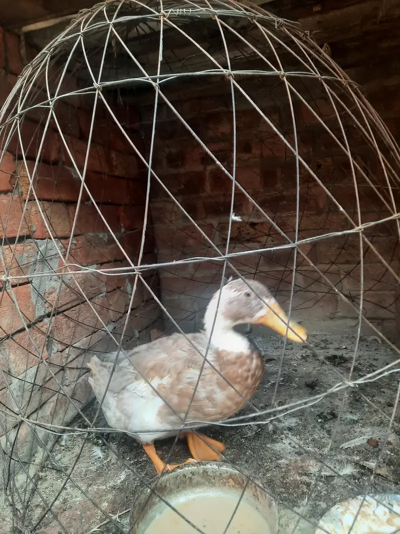 Aseel Breed Pair with 1 Jawa aseel and a male duck along with them — photo 5