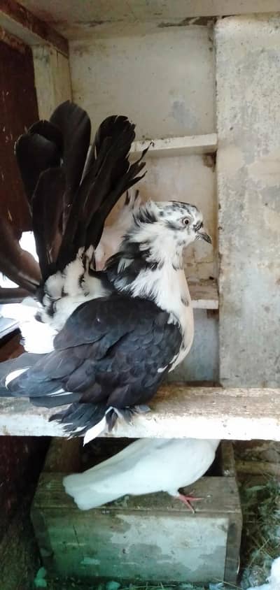 Lakka Pigeons