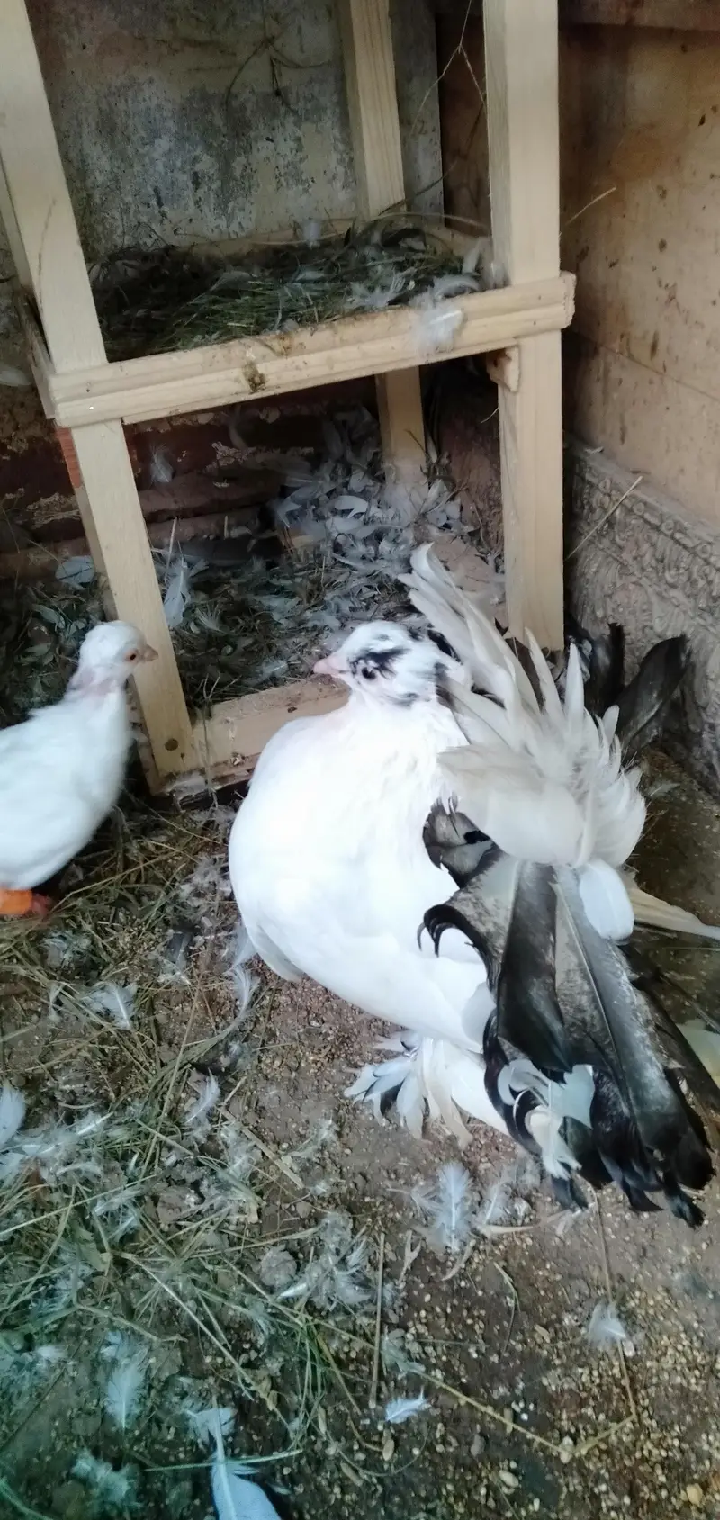 Lakka Pigeons — photo 2