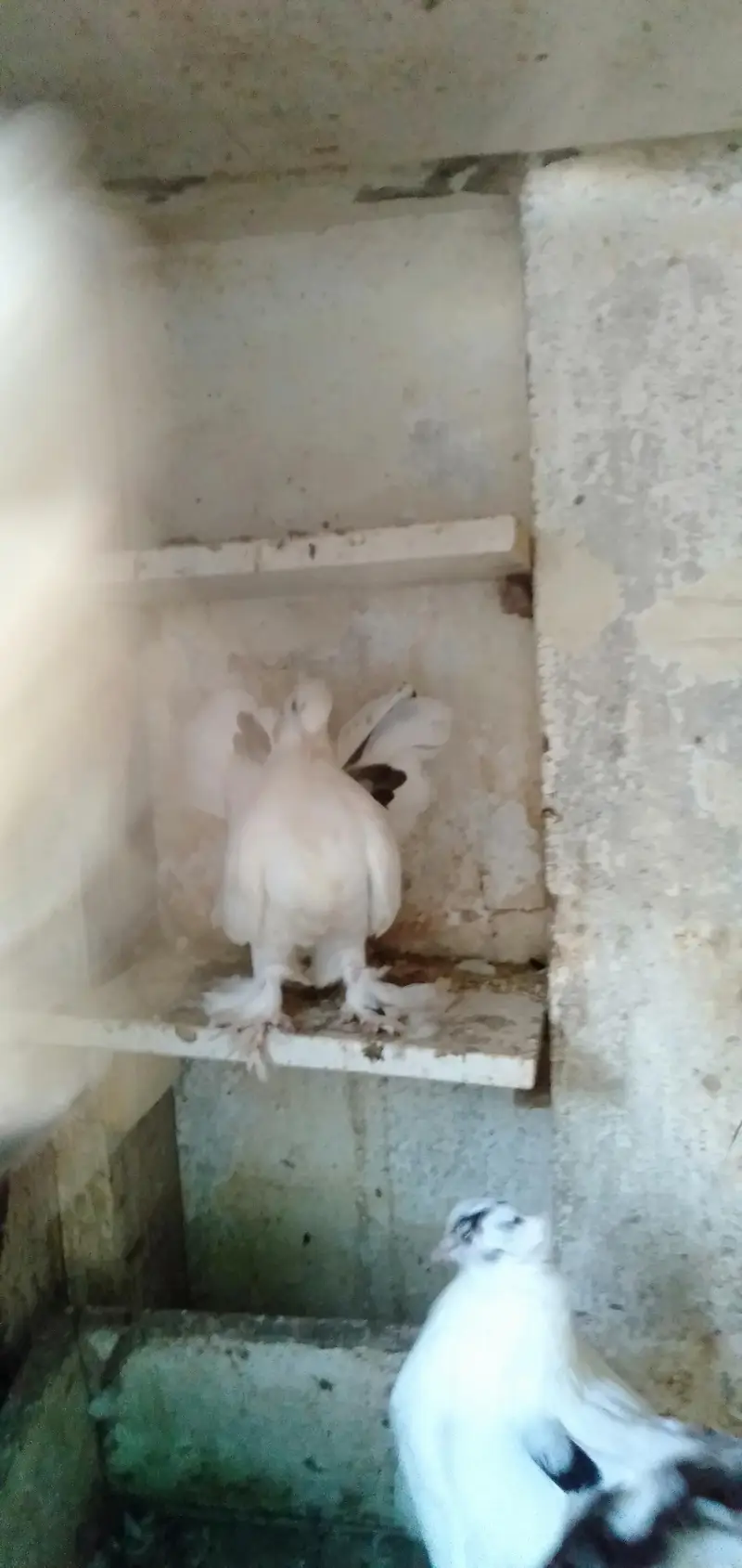 Lakka Pigeons — photo 3