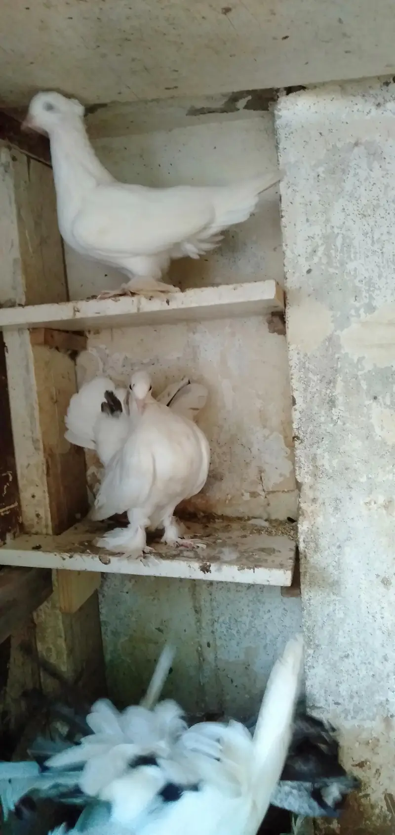 Lakka Pigeons — photo 4